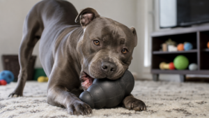Leia mais sobre o artigo Best Dog Toys for Aggression: A Veterinarian’s Guide to Safe and Effective Chew Toys