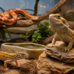 The 5 Most Popular Pet Reptiles in the US: A Vet’s Guide to Choosing Your First Scaly Friend