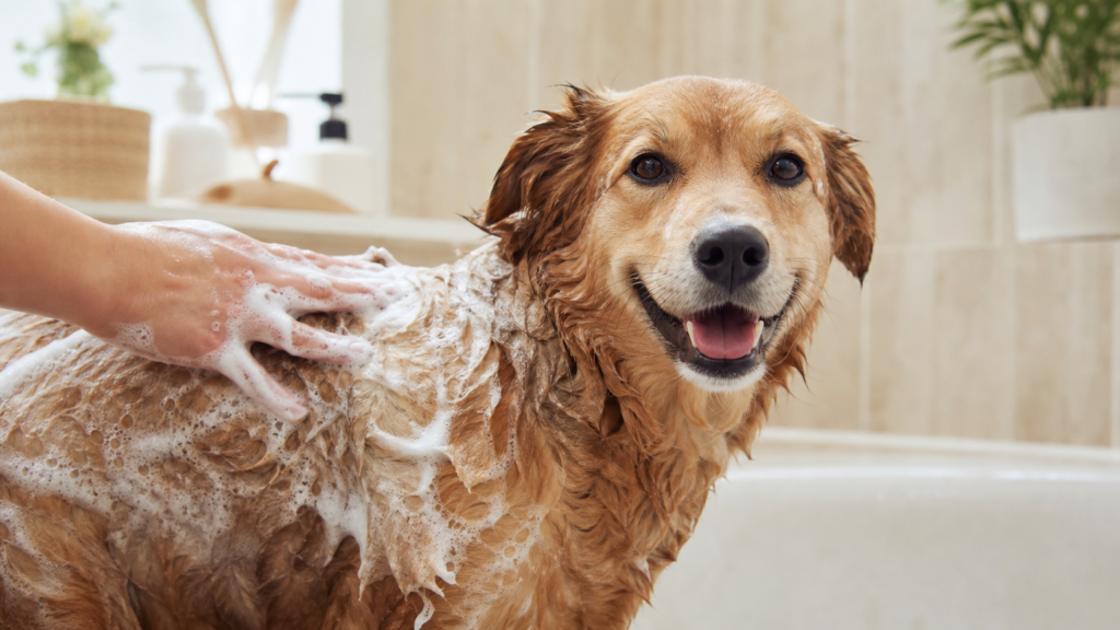 Happy dog being gently bathed with pet shampoo foam in a bright bathroom, showing home relief tips for dog itching